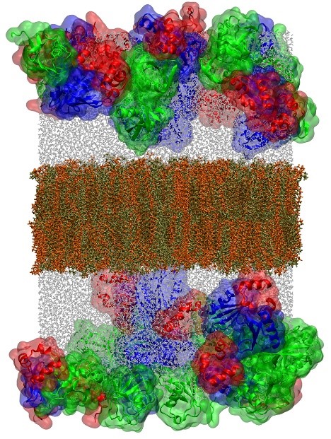 ilustracja z książki G. Nawrocki, W. Im, Y. Sugita, M. Feig: Clustering and Dynamics of Crowded Proteins near Membranes and Their Influence on Membrane Bending. PNAS (2019), 116, 24562-24567